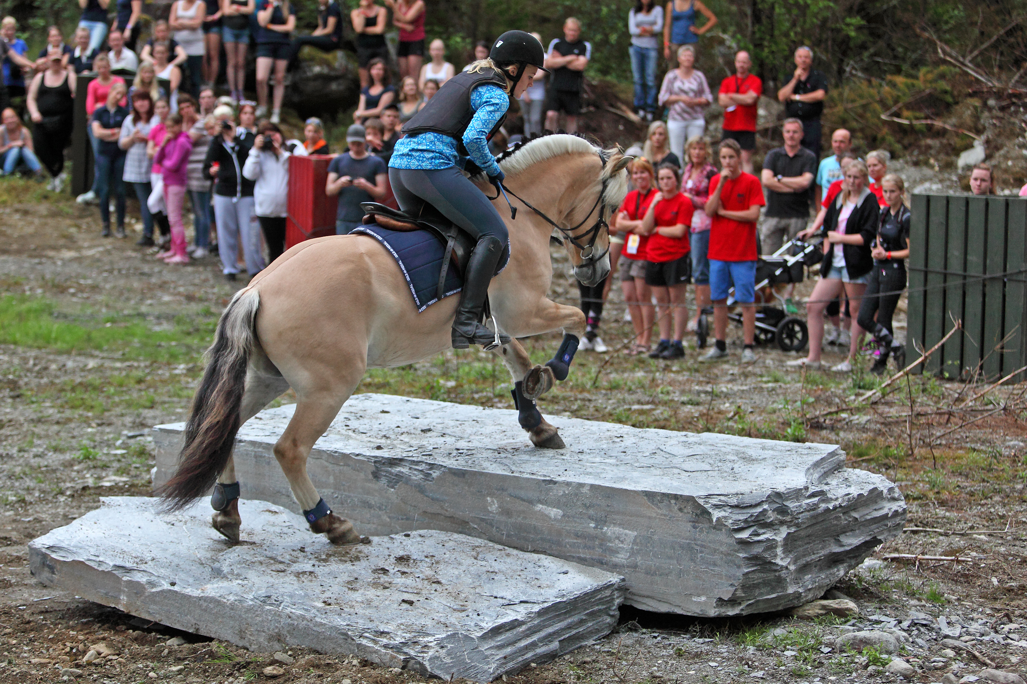Fjordhest NM IMG 2129 Foto Svein Ulvund